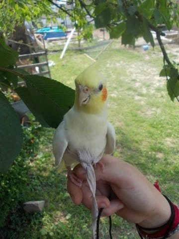 Conseil sur les oiseaux