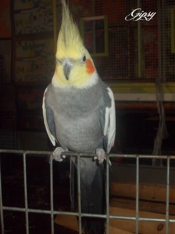 L'Album de mes houppettes....ma véritable passion ♥