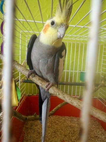 Bienvenu à la maison.... Pépito :)