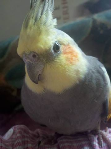 Véto pour mon ptit prince :(