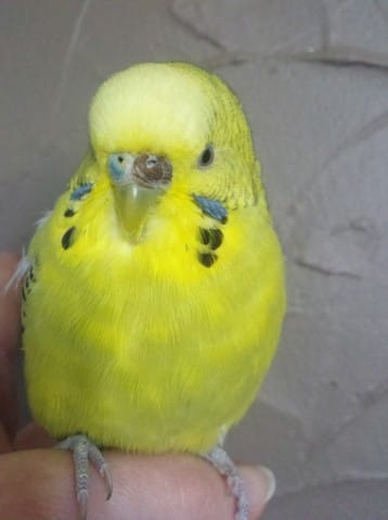 Perdu... Aidez moi a la retrouver