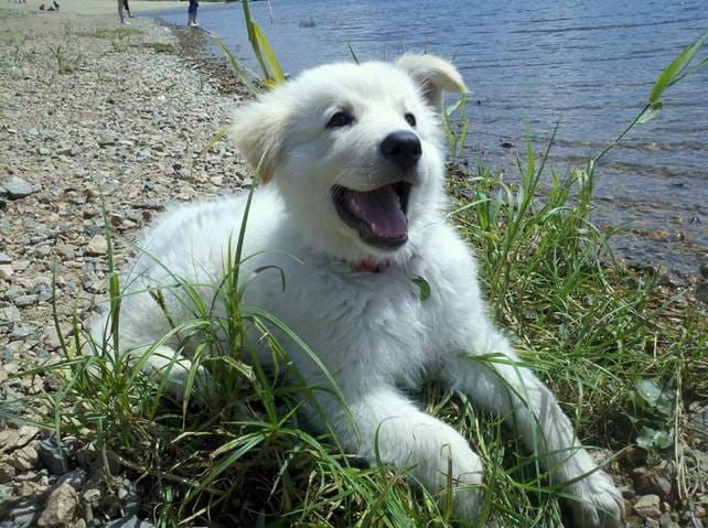 Harnais pour chiot?
