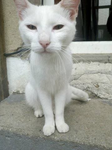 Urgence vétérinaire...