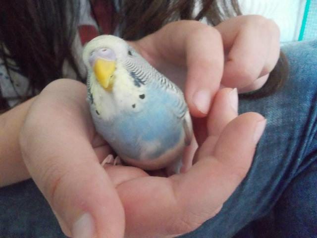 Les propriétaires d'oiseaux? C'est ici!