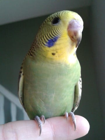 Petite boule de plumes jaune deviendra grande