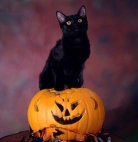 Concours photo: Vos animaux et halloween