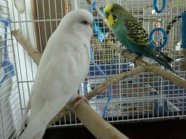 Mes premiers pas en tant qu'éleveuse capacitaire