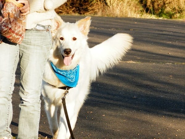 Besoin d'aide pour choix d'un anti puce