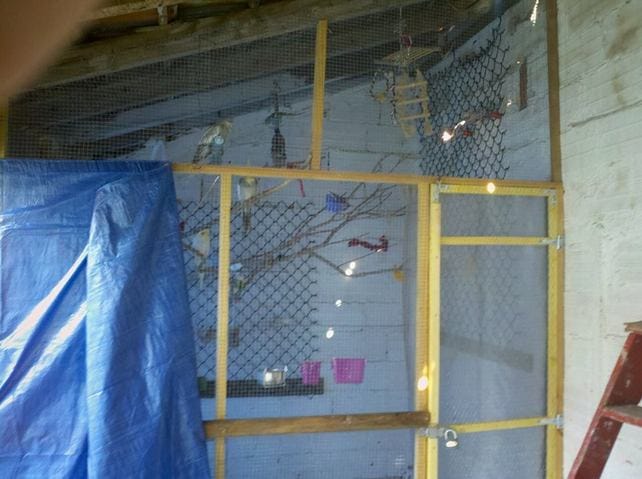 La vie de mes pious en volière!