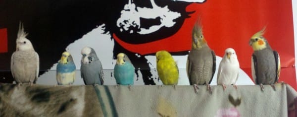Coup de gueule : EAM et coupe des plumes
