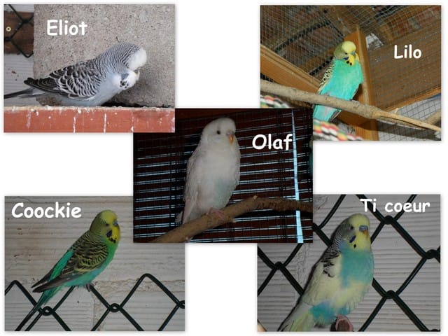 Les ptits pious d'Analie