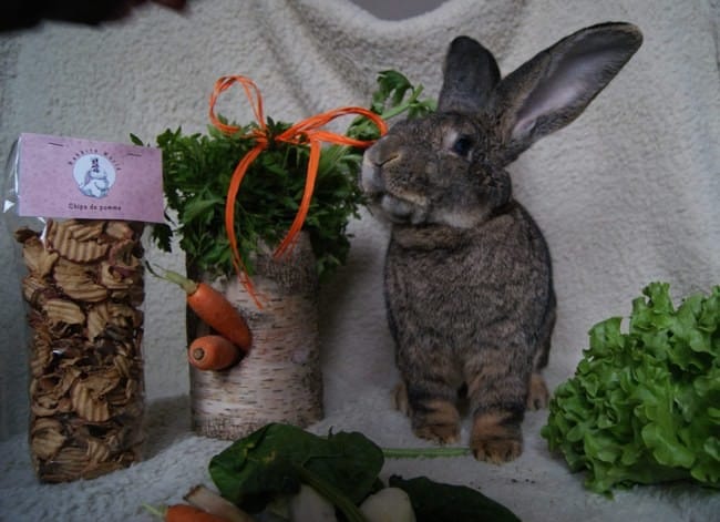 Rabbits World reste ouvert!