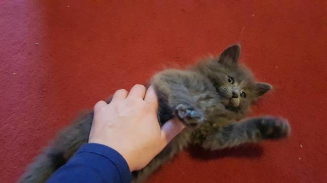 Je souhaite savoir si mon chat restera à poil mi long ?