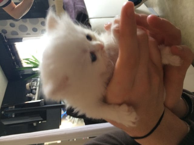 Comment et quand habituer mon chaton à aller dehors ?