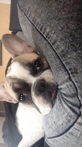Que faire si mon chien s'étouffe ?