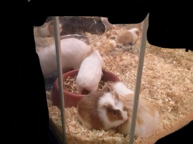 J'appelle ça de la maltraitance !