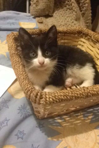 Cagnotte chaton patte cassé