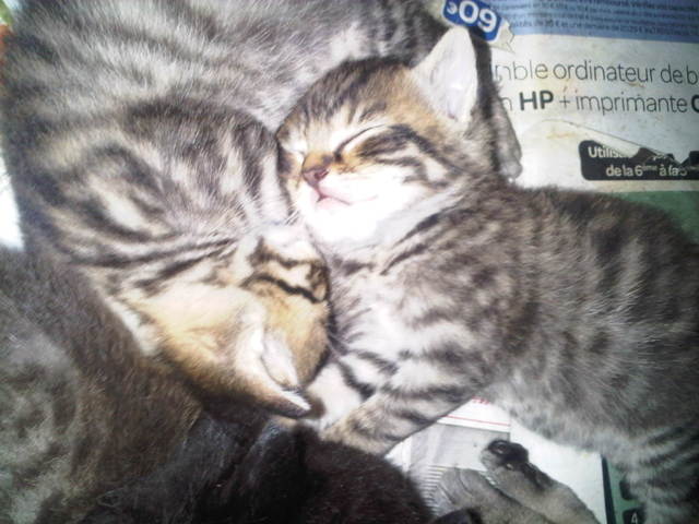 Photos des chatons 