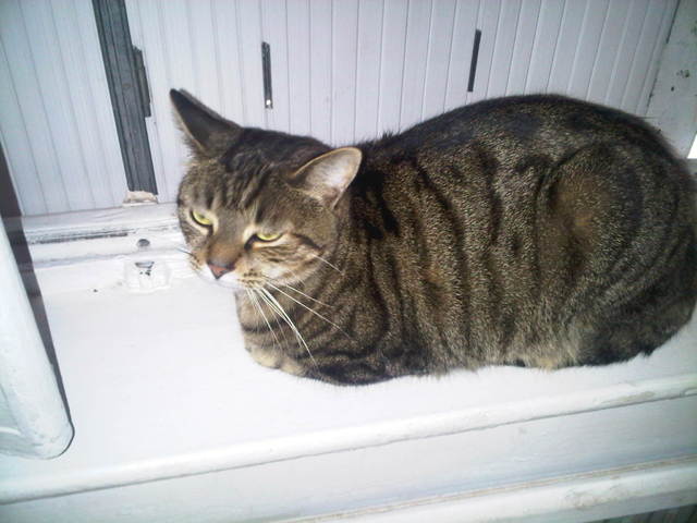 Mon chat est-il en surpoids ?