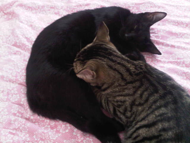 Karma ma chatte regresse 