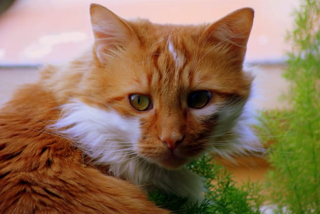 les chats de ma vie 