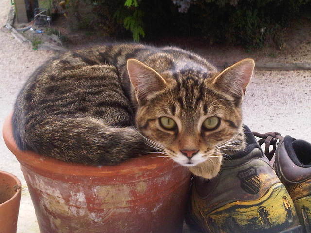 mon chat va mieux 