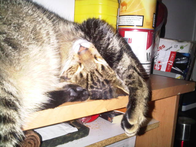 changment de comportement de mon chat