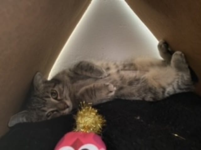 Conseil pour chat craintif