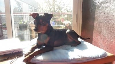 Cherche Pinscher nain femelle pour saillie