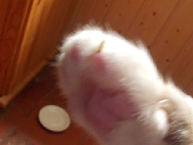 Sixième griffe grave ou non ?