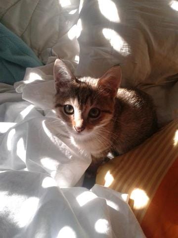 Retour chez les parents, où va aller chachat ? :(