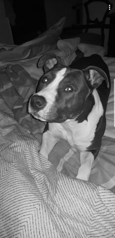 reproduction avec un staff bleu