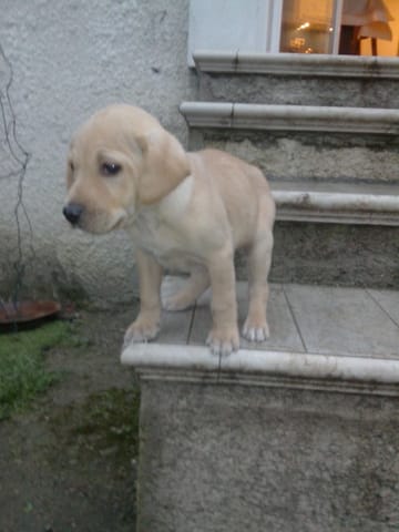 Avec quelle race est croisé mon chiot ? Quelle sera sa taille ?
