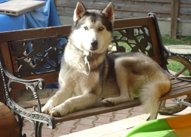 Saillie pour mon Husky