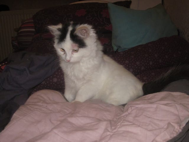 Zone sans poils au dessus de l’œil 