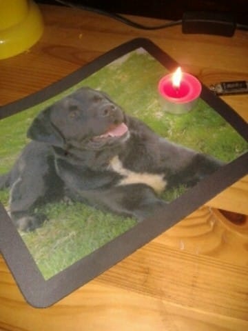 LE PARADIS DES CHIENS