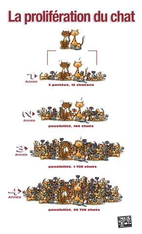 Aide stérilisation des chats
