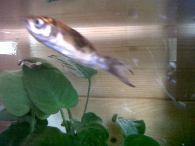 mon poisson est-il malade?