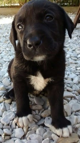 Donne chiot