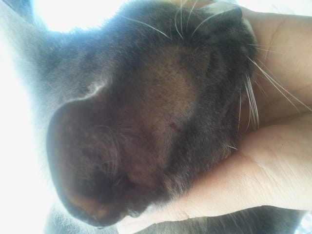 Mon chat fait des allergies