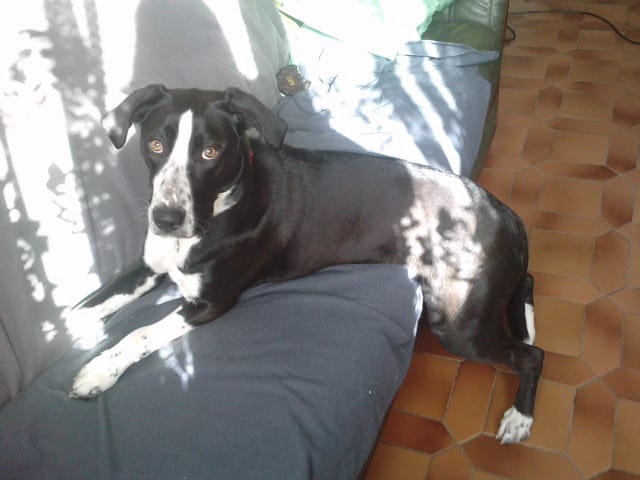 Comment enpecher ma chienne d'aboyer après les personnes ?