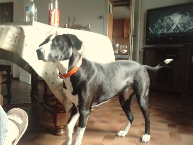 Ma chienne sait ouvrir les portes, que faire ?