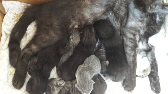 Chatte décédée laissant ces chatons de 3 jours derrière elle ...