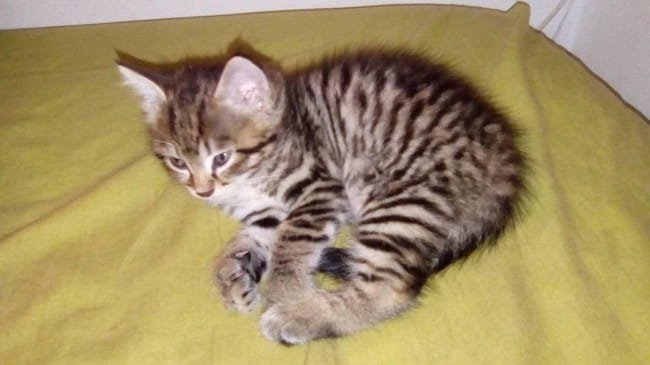 Chat de 1 mois croisé main coon ?