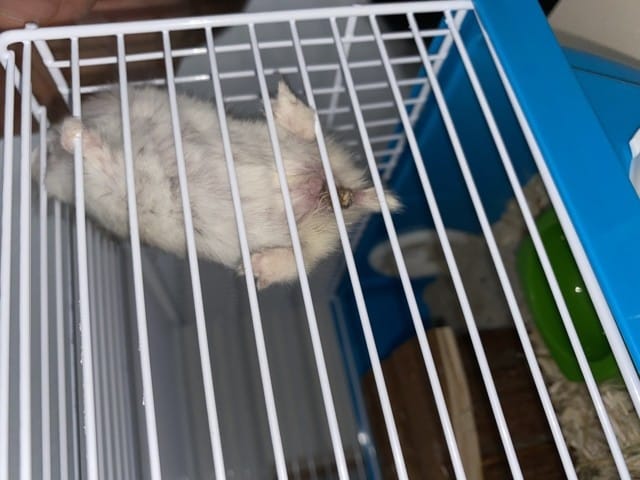 Croute marron à l’arrière train