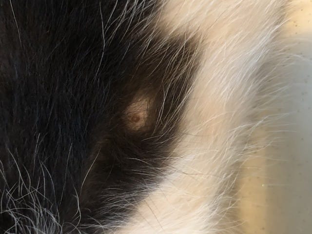 Grain de beauté ? sur la peau de mon chaton