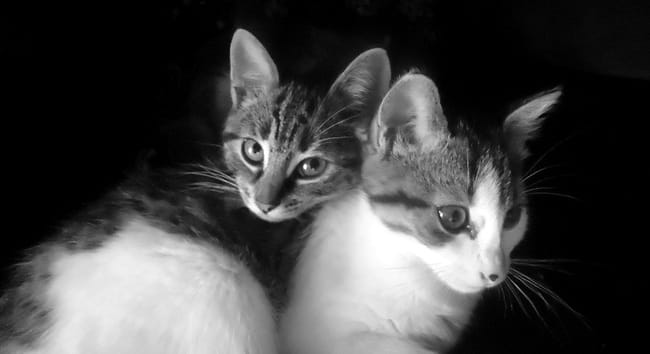 Mes deux chatounnette