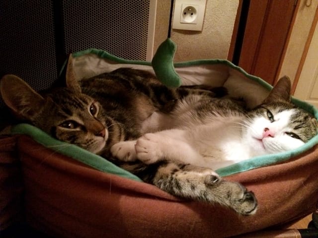 La vie de Kiara et MaÏa