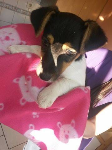 Vrai Jack Russel ou pas ?