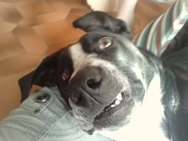 Images drole de vos animaux!